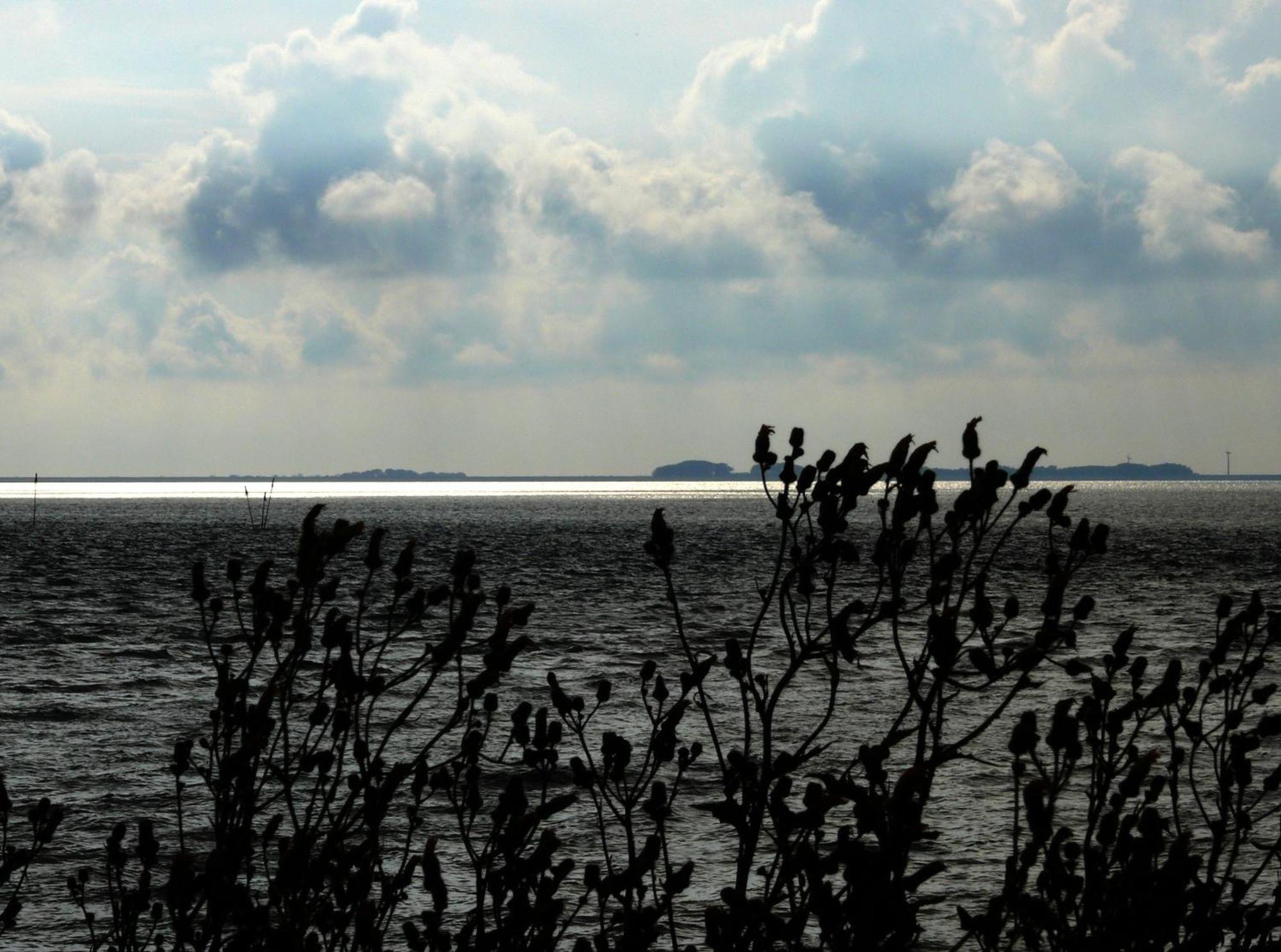 Haus Halligblick, Ferienwohnungen Am Wattenmeer, Whg Langenness Dagebüll Eksteriør billede